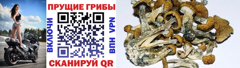 Псилоцибиновые грибы мицелий  Яровое 